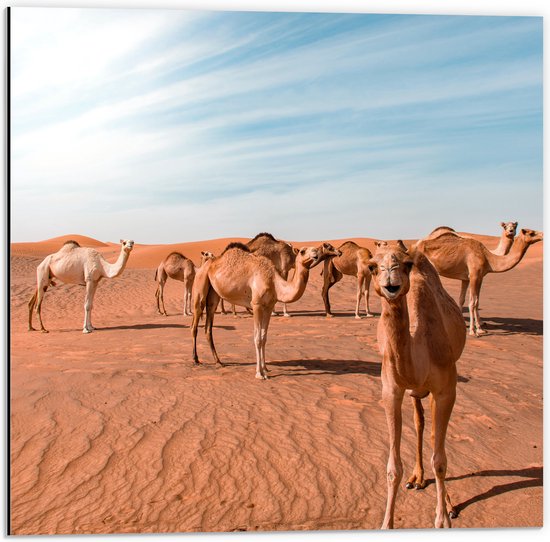 WallClassics - Dibond - Kudde Dromedarissen in de Woestijn - 50x50 cm Foto op Aluminium (Met Ophangsysteem)