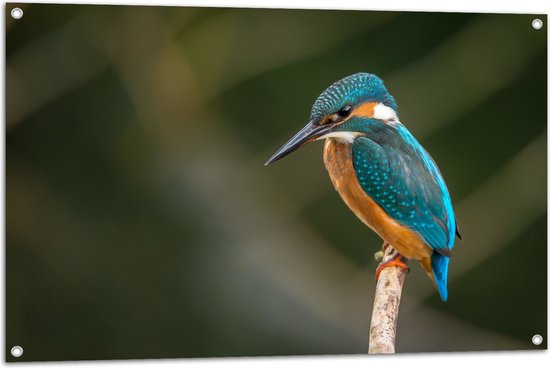 WallClassics - Tuinposter – Ijsvogel op een Tak - 105x70 cm Foto op Tuinposter  (wanddecoratie voor buiten en binnen)