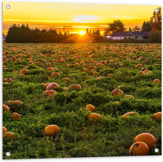 WallClassics - Poster de jardin - Soleil couchant au champ de citrouilles - 80x80 cm Photo sur Poster de jardin (décoration murale pour l'extérieur et l'intérieur)