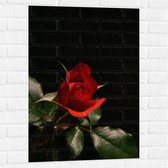 WallClassics - Muursticker - Close-Up Rode Roos met Groene Bladeren - 60x90 cm Foto op Muursticker