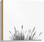WallClassics - Hout - Lampenpoetsersgras - 50x50 cm - 12 mm dik - Foto op Hout (Met Ophangsysteem)