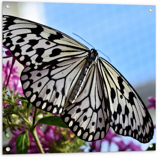 WallClassics - Tuinposter – Zwart met Witte Vlinder op Roze Bloemen - 80x80 cm Foto op Tuinposter  (wanddecoratie voor buiten en binnen)