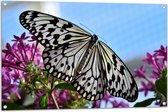 WallClassics - Tuinposter – Zwart met Witte Vlinder op Roze Bloemen - 105x70 cm Foto op Tuinposter  (wanddecoratie voor buiten en binnen)