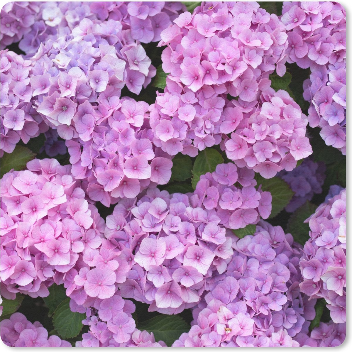 Muismat 30x30 cm - Mousepad Bloemen - Hortensia - Struik - Roze - Bloemblaadjes - Muismatten