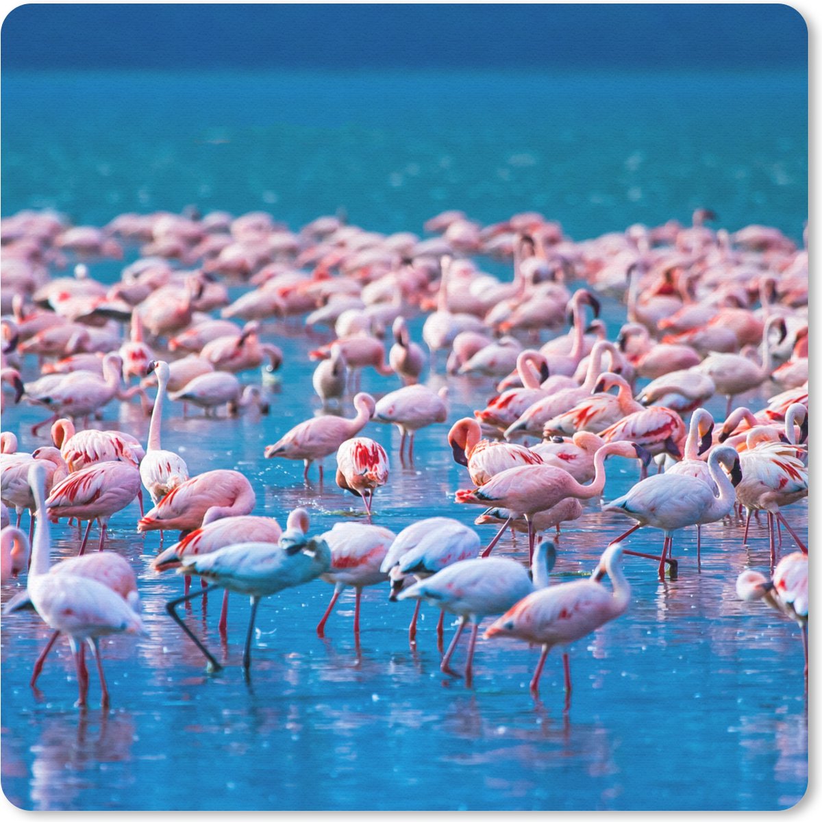 Muismat 30x30 cm - Mousepad Flamingo - Water - Tropisch - Water - Roze - Muismatten