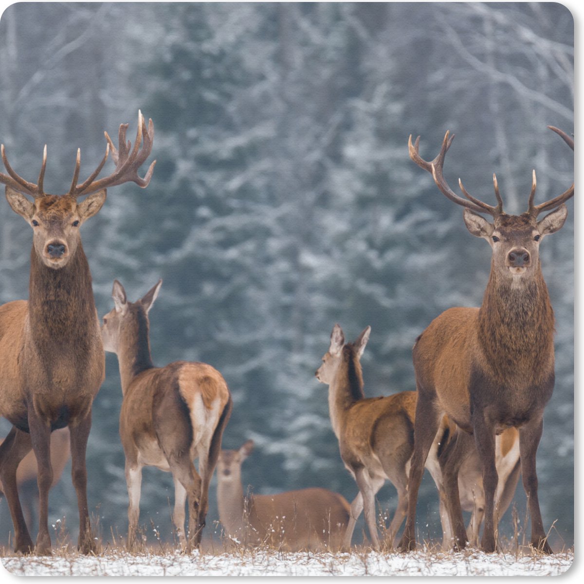 Muismat 30x30 cm - Mousepad Hert - Winter - Sneeuw - Bosdieren - Bos - Natuur - Muismatten