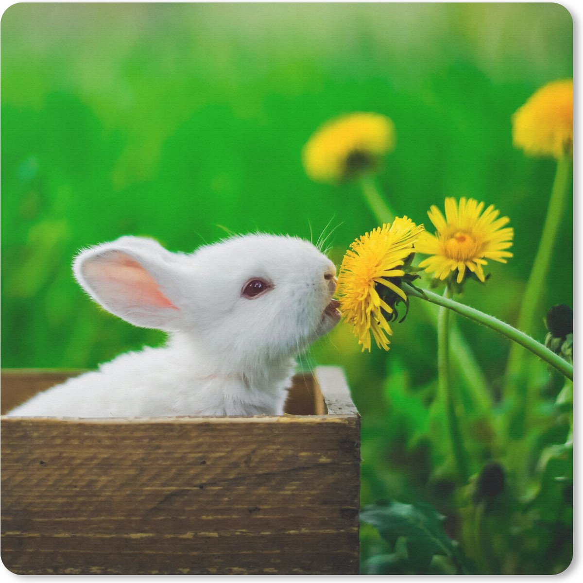 Muismat 20x20 cm - Mousepad Konijn - Paardenbloem - Gras - Muismatten