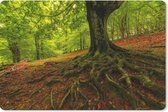 Muismat - Mousepad - Boom - Bos - Herfstbladeren - 27x18 cm - Muismatten