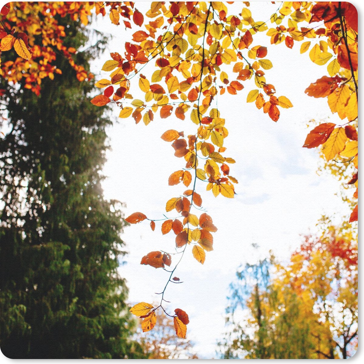 Muismat 30x30 cm - Mousepad Herfst - Bladeren - Natuur - Muismatten