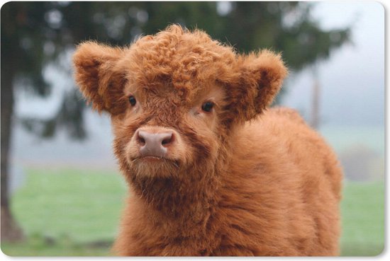 Sous-main 60x40 cm - Tapis de souris Highlander écossais - Veau - Herbe - Sous-main XL - Protection de sous-main - Tapis de souris Ordinateur