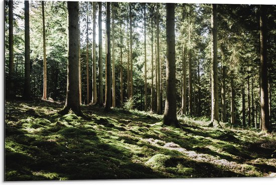 WallClassics - Dibond - Bomen op Helling van Berg - 75x50 cm Foto op Aluminium (Met Ophangsysteem)