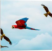 WallClassics - Acrylglas - Vliegende Vogels Ara Papegaaien - 50x50 cm Foto op Acrylglas (Met Ophangsysteem)