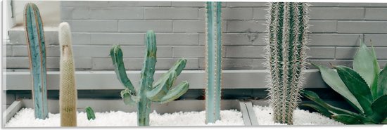 WallClassics - Acrylglas - Cactus Plantenbak - 60x20 cm Foto op Acrylglas (Met Ophangsysteem)