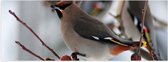 WallClassics - Poster Glanzend – Vogel op een Tak met Besjes - 60x20 cm Foto op Posterpapier met Glanzende Afwerking