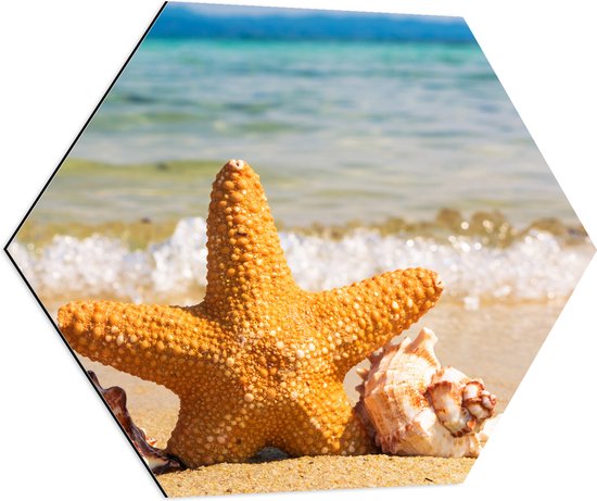 WallClassics - Dibond Hexagon - Ster met Schelpjes op het Strand - 80x69.6 cm Foto op Hexagon (Met Ophangsysteem)