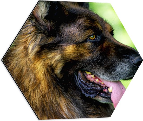 WallClassics - Dibond Hexagon - Uitgeputte Shepherd Hond - 50x43.5 cm Foto op Hexagon (Met Ophangsysteem)