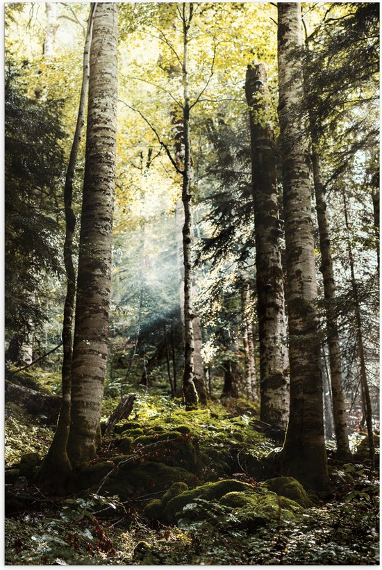 WallClassics - Poster (Mat) - Groene Bomen met Zon - 80x120 cm Foto op Posterpapier met een Matte look