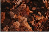 WallClassics - Poster Glossy - Autumn Leaves on Hoop - 120x80 cm Photo sur Papier Poster avec Finition Brillante