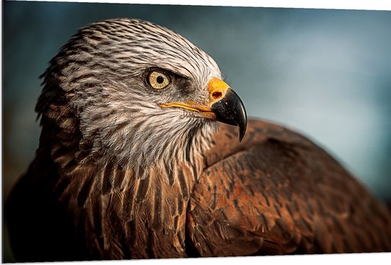 WallClassics - Dibond - Roofvogel Wouw - 120x80 cm Foto op Aluminium (Met Ophangsysteem)