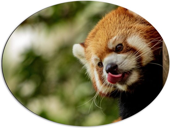 WallClassics - Dibond Ovaal - Kleine Rode Panda heeft Honger - 80x60 cm Foto op Ovaal (Met Ophangsysteem)