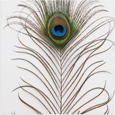 WallClassics - Poster (Matte) - Plume de Paon sur Fond Witte - Photo 50x50 cm sur Papier Poster à l'Aspect Mat