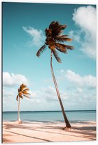 WallClassics - Dibond - Grote en Kleine Palmboom aan het Water - 60x90 cm Foto op Aluminium (Met Ophangsysteem)