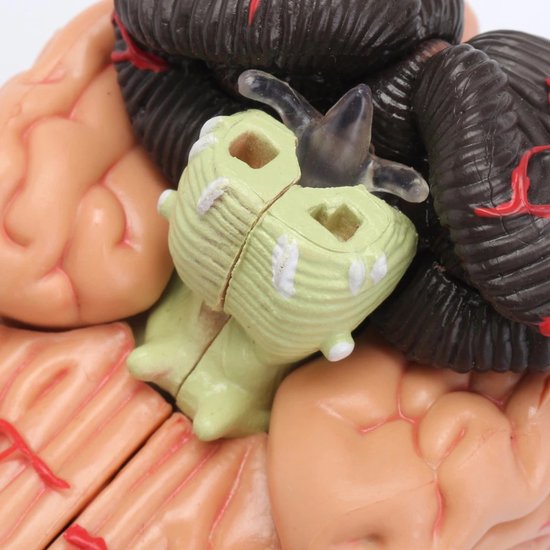 Anatomie du cerveau 4D - Modèle Anatomie - Anatomie du Cerveau - Le corps humain