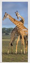 Deursticker Giraffes - Dieren - Natuur - 95x215 cm - Deurposter