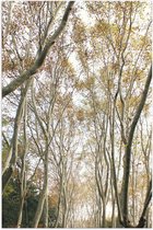 WallClassics - Poster (Mat) - Lichte Bomen op Pad - 40x60 cm Foto op Posterpapier met een Matte look