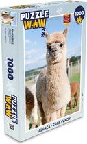 Puzzel Alpaca - Gras - Vacht - Legpuzzel - Puzzel 1000 stukjes volwassenen