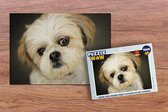 Puzzel Shih Tzu hond kijkt schuin in de camera - Legpuzzel - Puzzel 1000 stukjes volwassenen