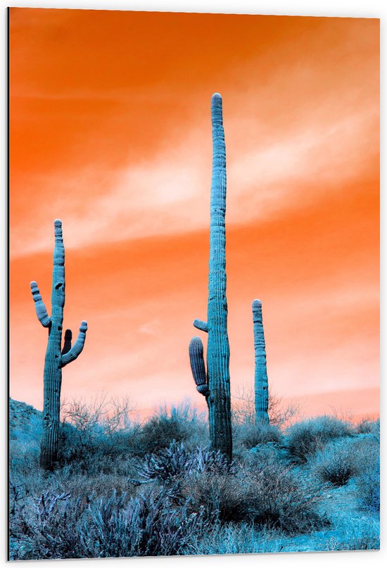 WallClassics - Dibond - Cactussen in Veld onder Oranje Lucht - 60x90 cm Foto op Aluminium (Met Ophangsysteem)