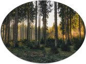 WallClassics - Dibond Ovaal - Bos met Kleine en Grote Bomen - 56x42 cm Foto op Ovaal (Met Ophangsysteem)