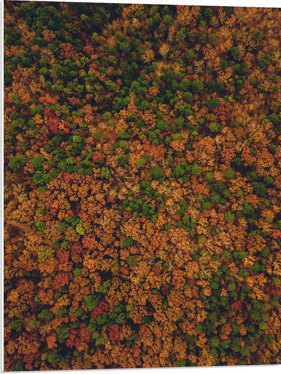 WallClassics - PVC Schuimplaat - Bos met Oranje Bruine en Groene Bomen vanuit de Lucht - 60x80 cm Foto op PVC Schuimplaat (Met Ophangsysteem)