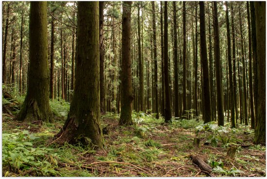 Een dichtbegroeid bos met hoge bomen en groene varens op de bosbodem.