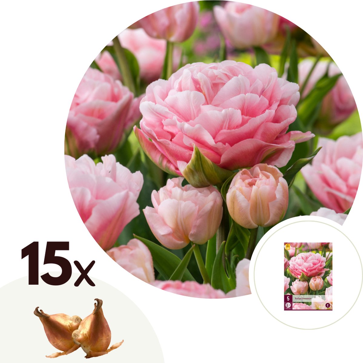 Tulipa Rasta Parrot - Bulbes de Tulipes x10 - Bulbes à Fleurs
