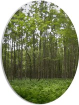 WallClassics - PVC Schuimplaat Ovaal - Wazige Groene Boomtoppen - 30x40 cm Foto op Ovaal  (Met Ophangsysteem)