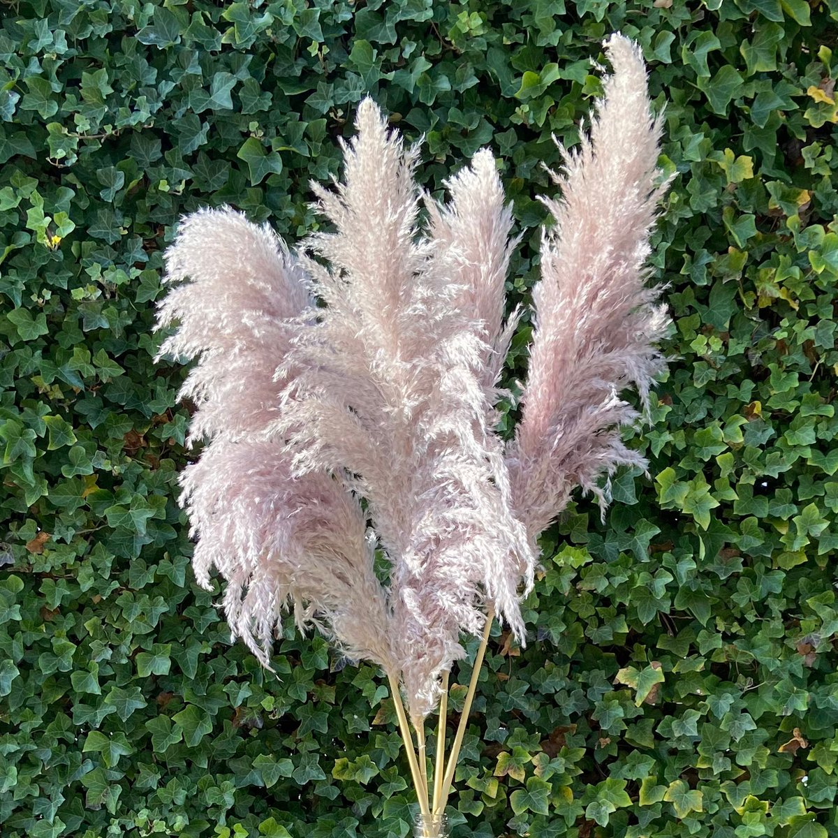 Pampas Pluimen XL Natuurlijk Extra Fluffy Pampasgras Zilver Paars 120 cm 3 stuks bol