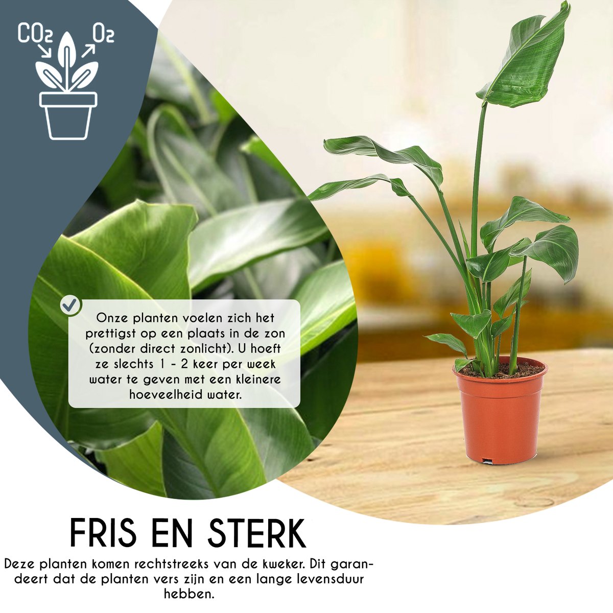 Kamerplant Strelitzia Nicolai - XL Plant - +/- 100cm hoog - 24cm diameter |  bol