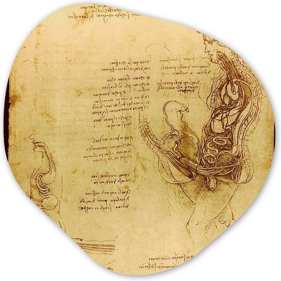Organische Wanddecoratie - Kunststof Muurdecoratie- Organisch Schilderij - De menselijke voortplanting - Leonardo da Vinci- 90x90 cm - Organische spiegel vorm op kunststof