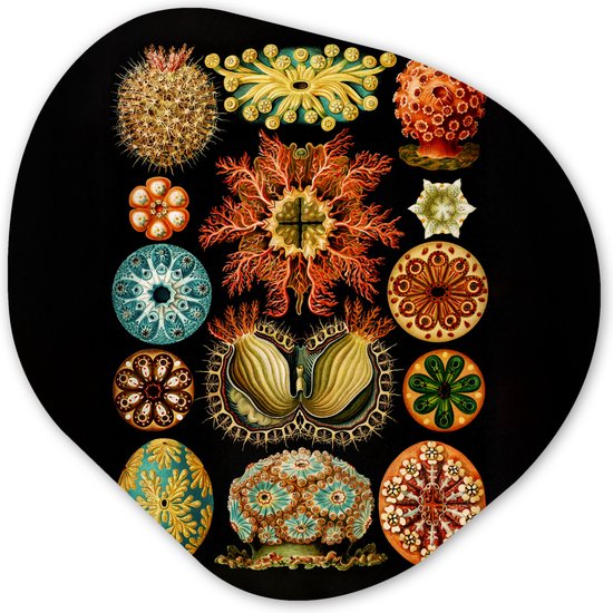 Organische Wanddecoratie - Kunststof Muurdecoratie- Organisch Schilderij - Vintage - Ernst Haeckel - Zeedier - Natuur - Zee - Kunst- 90x90 cm - Organische spiegel vorm op kunststof