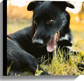 WallClassics - Canvas  - Lachende Zwarte Hond - 40x40 cm Foto op Canvas Schilderij (Wanddecoratie op Canvas)