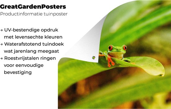 Poster Jardin Grenouille macaque aux yeux rouges entre les feuilles au Costa Rica - 200x200 cm - Toile jardin - Poster extérieur