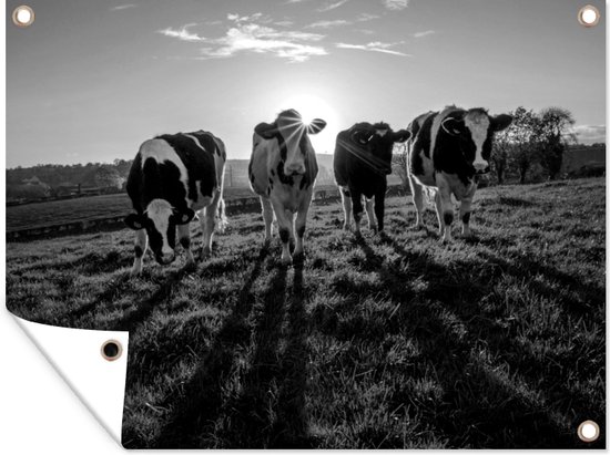 Tuinschilderij Zonsondergang achter vier Friese koeien - zwart wit - 80x60 cm - Tuinposter - Tuindoek - Buitenposter