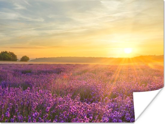 Poster Lavande - Coucher de soleil - Arbres - Violet - 120x90 cm