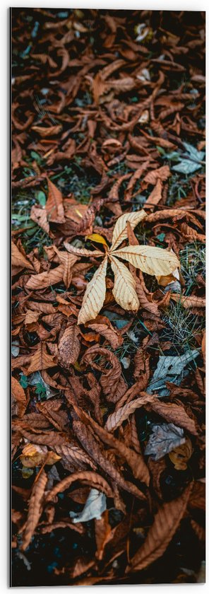 WallClassics - Dibond - Feuilles d'automne brunes - Photo sur aluminium 30x90 cm (avec système de suspension)
