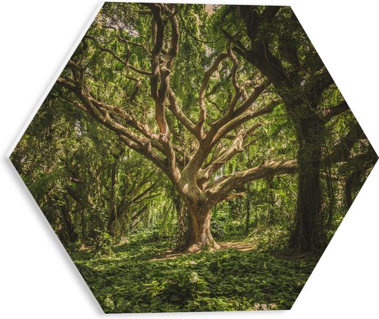 WallClassics - PVC Schuimplaat Hexagon  - Kronkelende Boom in het Bos - 30x26.1 cm Foto op Hexagon (Met Ophangsysteem)
