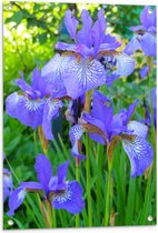 WallClassics - Tuinposter – Siberische Iris Bloem in het Paars - 60x80 cm Foto op Tuinposter  (wanddecoratie voor buiten en binnen)
