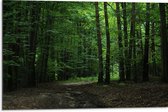 WallClassics - Dibond - Wandelpad in Bos - 75x50 cm Foto op Aluminium (Met Ophangsysteem)