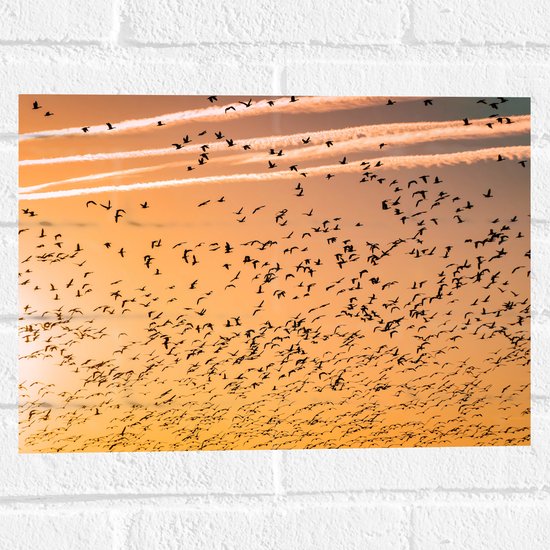 WallClassics - Muursticker - Heel veel Vogels in de Lucht met Zonsondergang - 40x30 cm Foto op Muursticker
